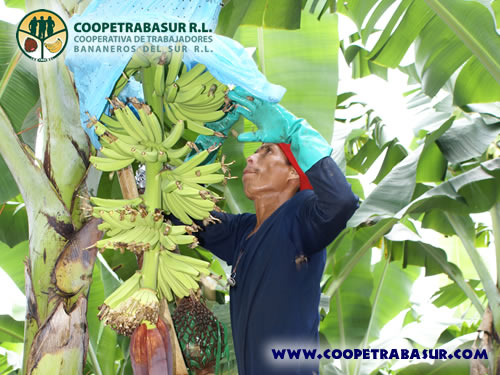 Coopetrabasur