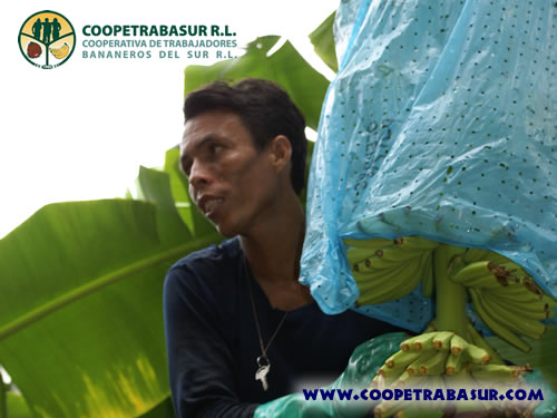 Coopetrabasur