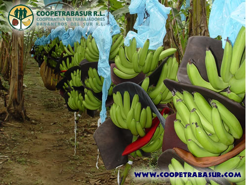 Coopetrabasur